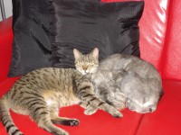 /album/fotky1/dsc03331-jpg/